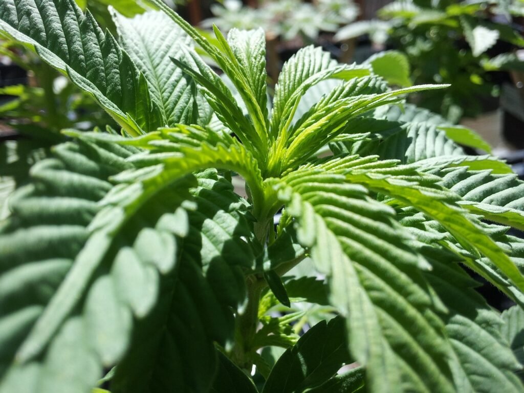 cannabis, green, plant-400832.jpg