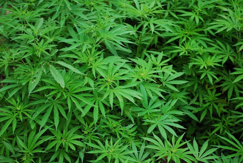 foliage, cannabis, marijuana-1157792.jpg